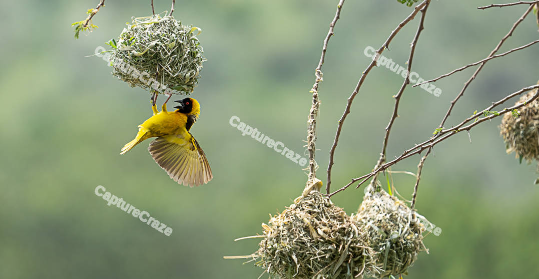 Southern Masked Weaver